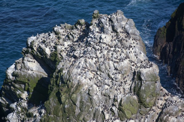 Guillemots on a sea stack, Sumburgh Head