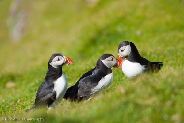 Puffins at Hermaness, on the island of Unst