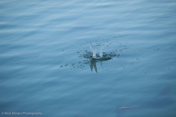 Arctic Tern, Burrastow