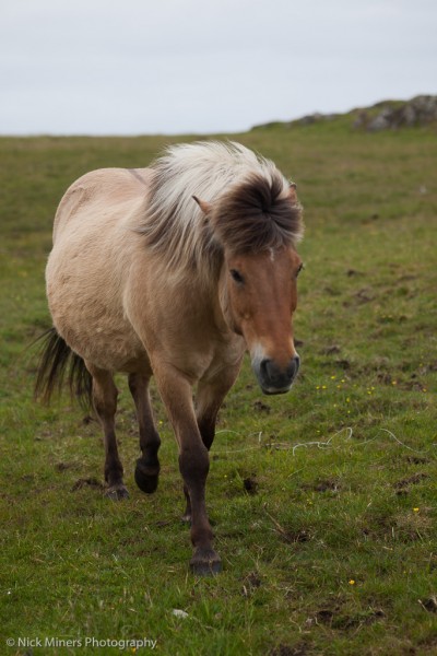 Haakon, the Icelandic horse