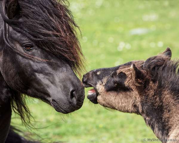 Shetland-stallion-talking-to-his-colt1