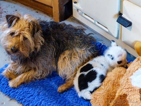 11150402_10153334378952265_7494293531377492347_n