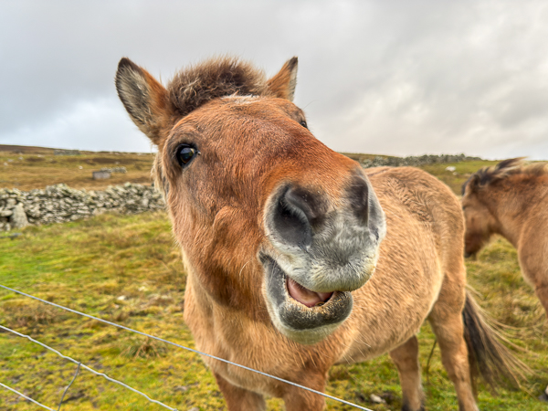Icelandic horse