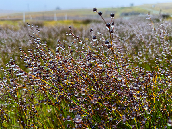 Wet plant in rain
