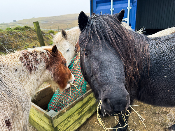 Shetland ponies eating