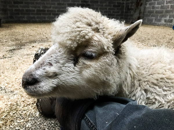 Shetland sheep on my knees
