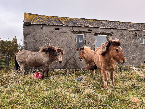 Icelandic Horses in the wind