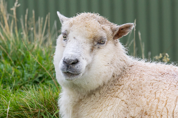 Shetland sheep