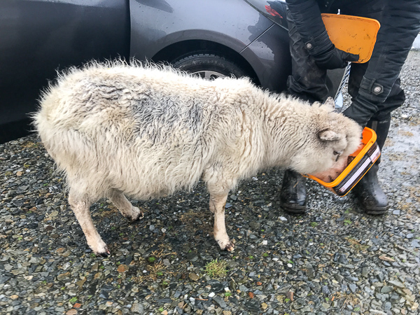 starving Shetland sheep eating