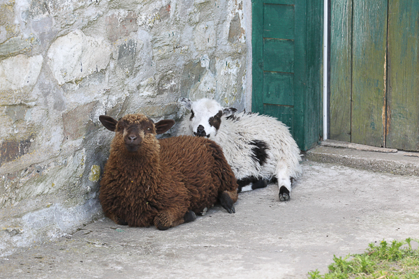 Shetland lambs by the door